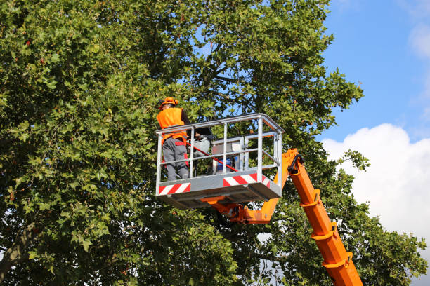 Best Tree Mulching Services  in USA